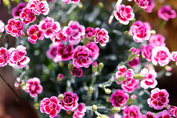 Wall Mural - carnation in bloom in spring