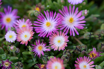 Wall Mural - pink daisy in bloom in spring