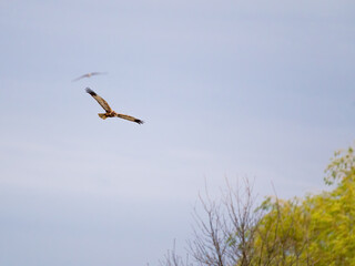 Wall Mural - Osprey flying in the sky