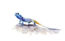 Watercolor Drawing Of An Animal - Blue Lizard