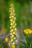 Fototapeta Góry - Close up photo of Man orchid (Aceras anthropophorum, Orchis anthropophora). Gargano, Italy, Europe. 