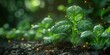 Emergence of Life: A Plants Journey Through Soil