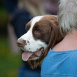A close up of the head once of a springer spaniel as it rests on its unrecognisable owners shoulder