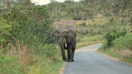 Wall Mural - An African bull elephant walks towards the photographer and then swings its foot as it assesses what to do next or informs something to move in a certain direction in a game reserve in South Africa.