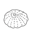sea, vector, shell, ocean, outline, underwater, shellfish, water, design, illustration, isolated, marine, seashell, beach, seafood, scallop, aquatic, animal, nature, line, summer, graphic, drawing