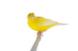 yellow canary isolated on white background
