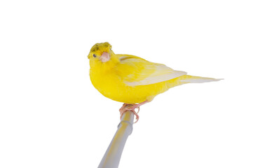 Canvas Print - yellow canary isolated on white background