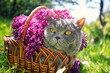 Cute Blue British Shorthair cat in a basket with purple lilac flowers outdoors