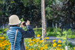Tourist taking photos of beautiful yellow flowers using a smartphone. Anchorage. Alaska.