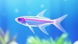 © Jeannaa - neon tetra fish swimming planted aquarium