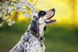 happy young english setter dog portrait outdoors
