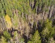 Wald von Borkenkäfer befallen 