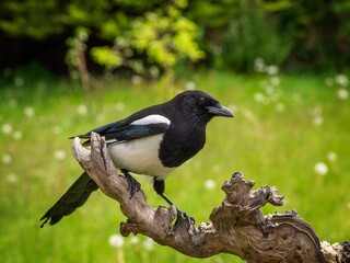 Sticker - magpie perched in a garden