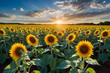 Beautiful sunflowers field with bright blue sky