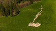 Traditional sheep pasture on meadow in Pieniny Mountains in Poland. Aerial drone view