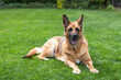Senior German Shepherd dog resting on grass. Full body portrait