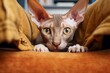 Lifestyle portrait photography of a funny peterbald cat exploring in front of comfy sofa