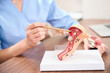 Selective focus of uterus model showing partial female gynecologist at table