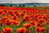 Fototapeta Do przedpokoju - A field of red poppies with a blue sky in the background