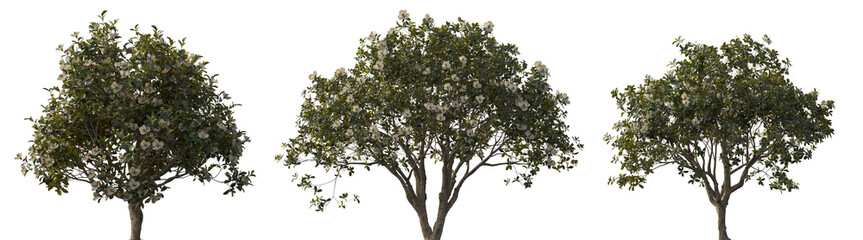 Wall Mural - magnolia grandiflora set frontal tree and bush isolated png on a transparent background premium cuto