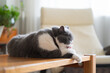 British shorthair cat lying on table and licking paw