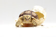 Cute small baby African Sulcata Tortoise in front of white background,Africa spurred tortoise being born, Tortoise Hatching from Egg, Cute portrait of baby tortoise hatching,Cute animal