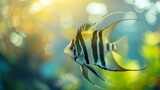 Fototapeta  - Portrait of a zebra angelfish in a tank with a blurred background.
