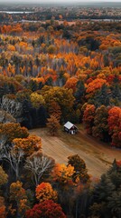 Wall Mural - Peaceful maple groves ablaze with autumn colors