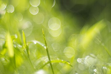 macro photo grass background