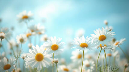 Poster - daisy flowers on blur blue light background