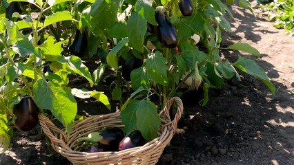 Poster - harvest eggplants in the garden. selective focus.