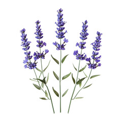 Poster - lavender flowers isolated on white background