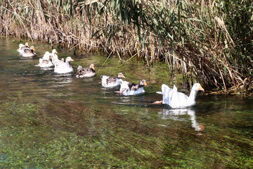 Poster - ducks swimming in the canyon