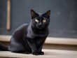 Black Cat Animal Realistic Photo Illustration Art