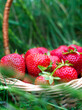 Ripe strawberry in a wicker basket in the grass. Close-up. Selective focus.