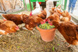 © Brebca - Feeding hens with grains and vegetable and greens