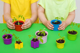 Fototapeta Tulipany - Little kids hands planting tomato plants in colorful plastic pots on green table background. Closeup. Preparation for garden season. Children involvement in gardening. Front view.