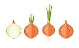 Fototapeta  - Yellow onion set. Whole and halved vegetables.  Onion with green sprout and roots. 