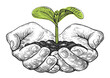 Human hands holding young plant. Hand open palm holds small green tree. Sketch vector