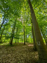 Wall Mural - path in the park