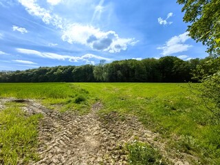 Wall Mural - grass and blue sky