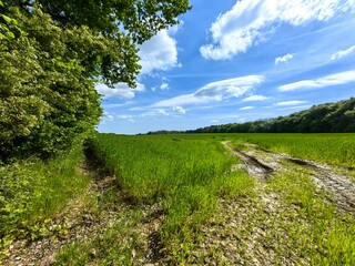 Wall Mural - path in the field