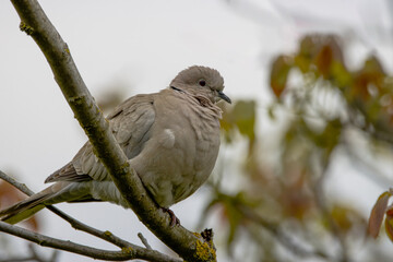 Canvas Print - Eurasian collared dove sits on the thick branch and looks toward the camera lens on a cloudy spring day. Close-up portrait of a Eurasian collared dove with a grey background