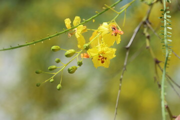 Parkinsonia aculeata is a species of perennial flowering tree in the pea family, Fabaceae
