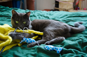 Wall Mural - The Russian blue cat is playing with a toy on the bed