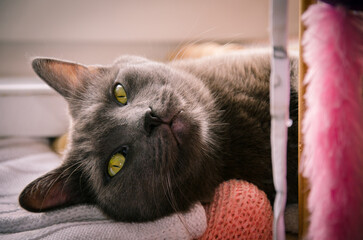 Wall Mural - The cat is resting on the scratching post