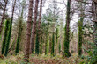 The forest at Murvagh in County Donegal, Ireland