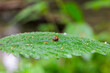 Close up of a ladybug sitting on a stinging nettle leaf with shallow depth of field