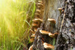 Wild mushrooms growing on tree stump in nature