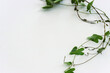 Top view image of green climbing plant isolated over white